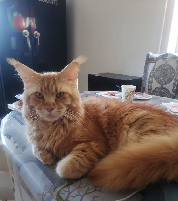 В'язка Мейн-кун, кіт красень шукає даму