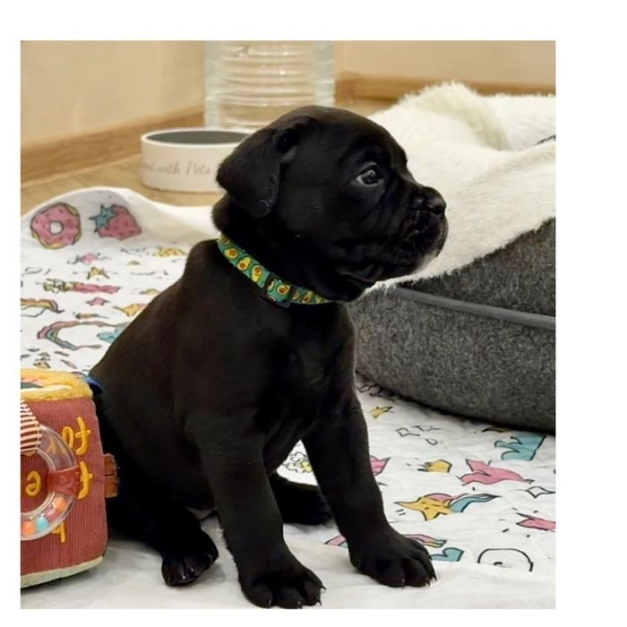 Хлопчики і дівчата Кане корсо