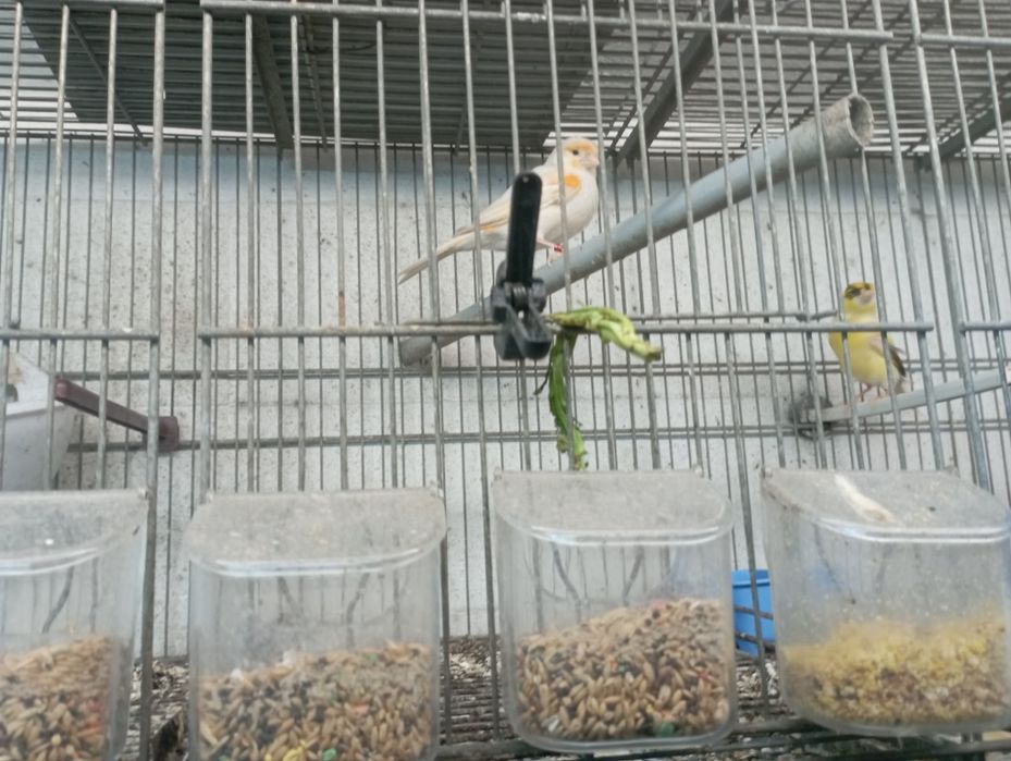Vendo canários 2fem