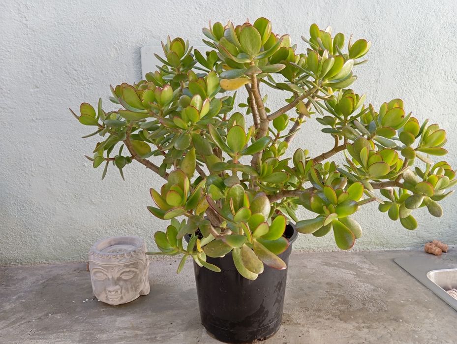 Planta Suculenta 62cm