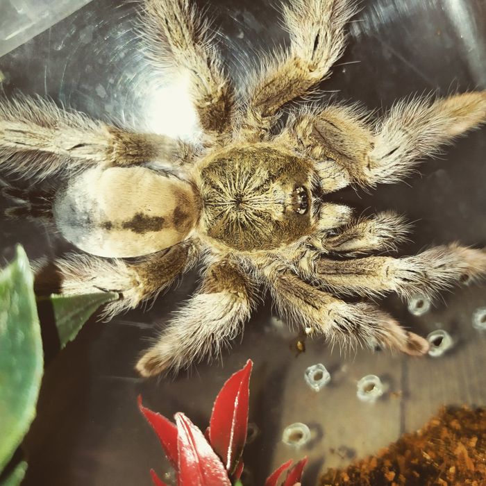 Pająk ptasznik psalmopoeus pulcher dorosła samica