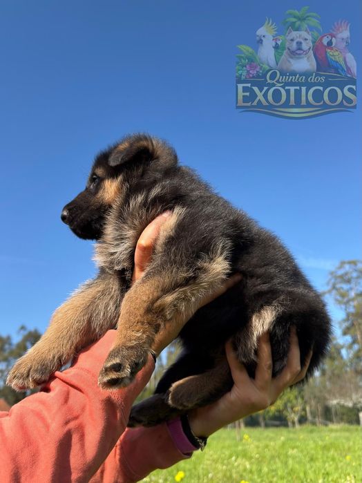 Pastor alemão femea com pedegree