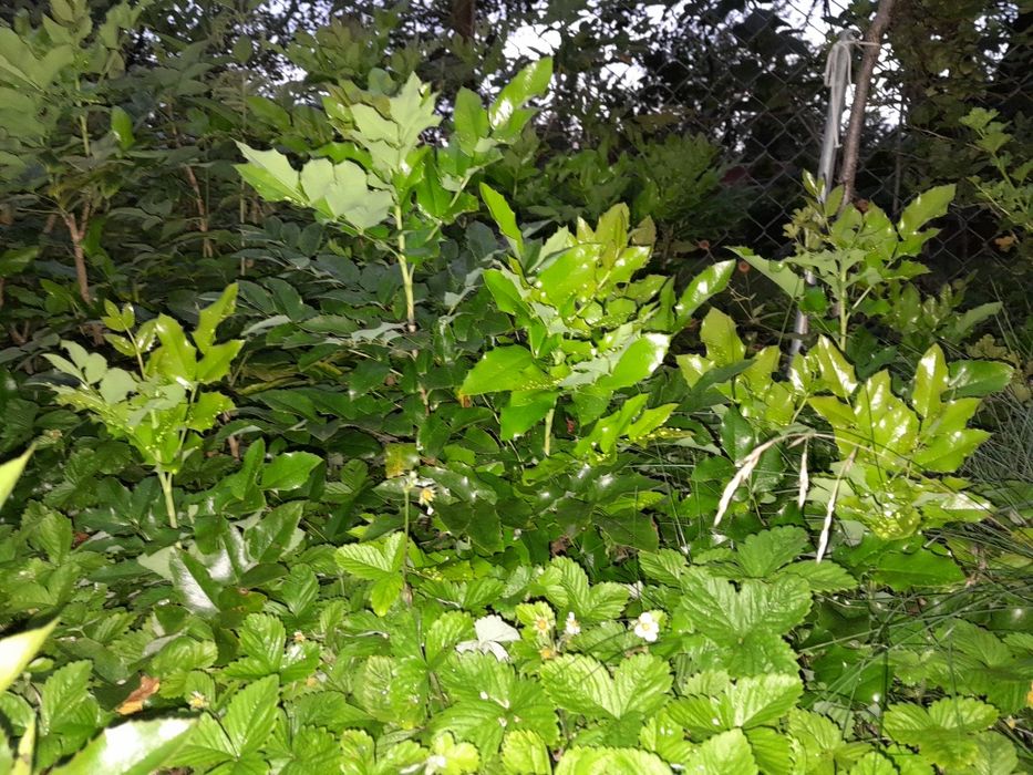 Mahonia, sadzonka