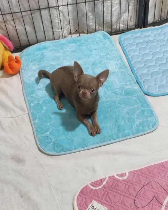 Лілова міні красуня! Активна, грайлива чихуахуа. КСУ.