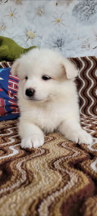 Uroczy Piesek Samoyed