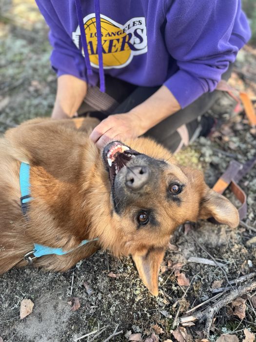 Fox - pies idealny do adopcji