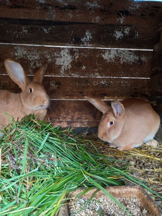 Króliki burgundzkie, samice i samce