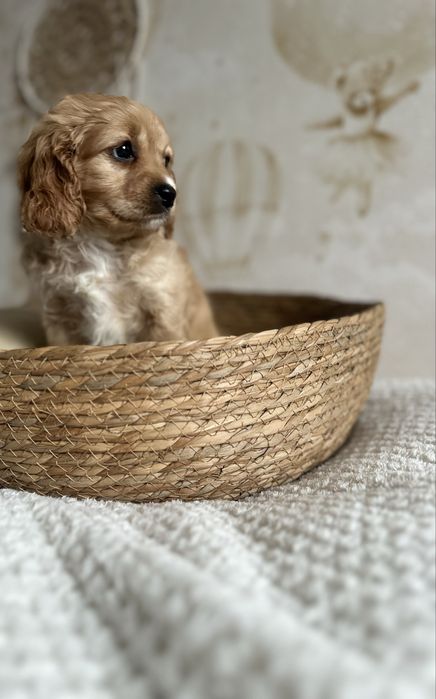 Śliczna suczka Cavapoo