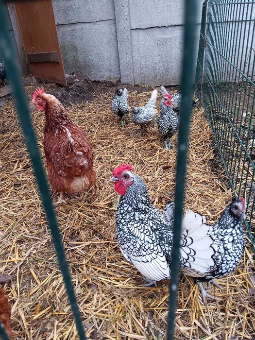 Sprzedam koguty Sebrytki