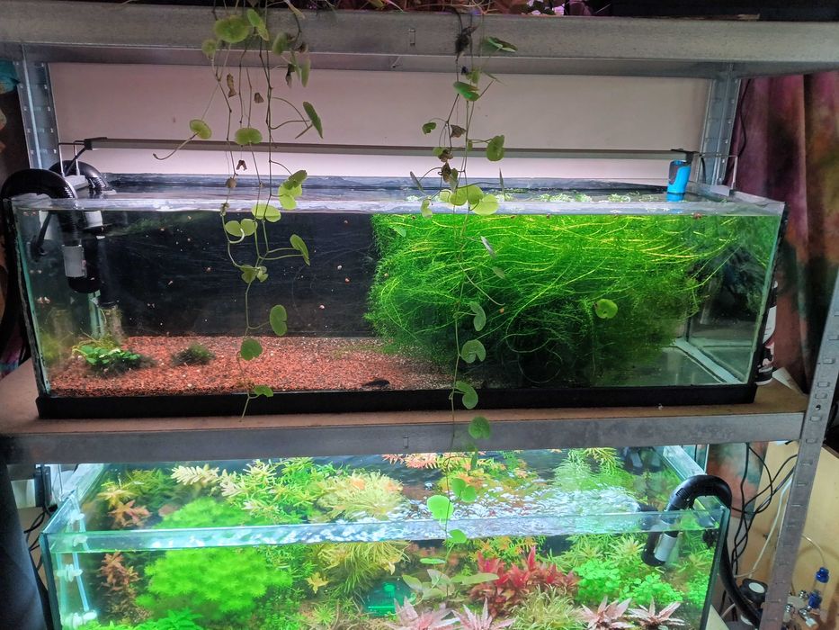 Kit Aquário 90l completo