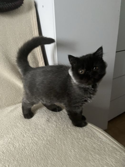 Хлопчик екзот , екстримальногг типажу.