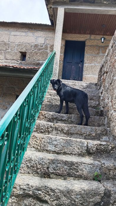Cão para adoção