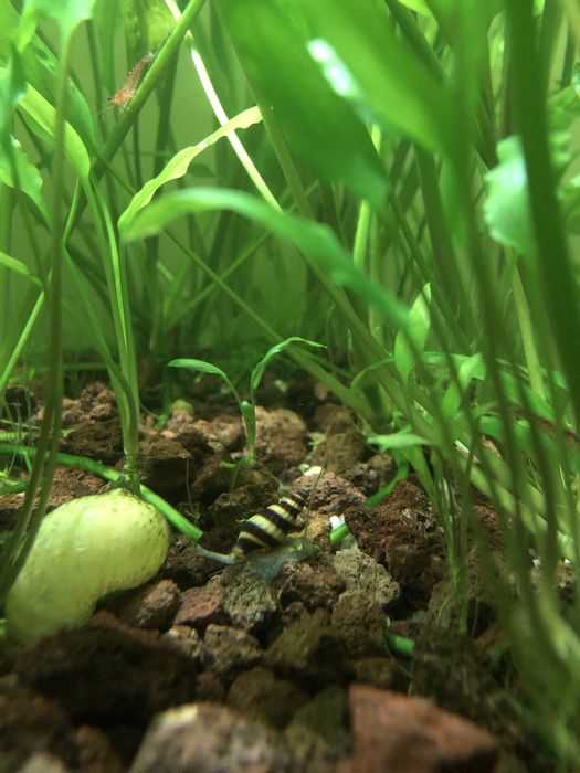 Ślimaki Helenki (Anentome helena) z własnego akwarium