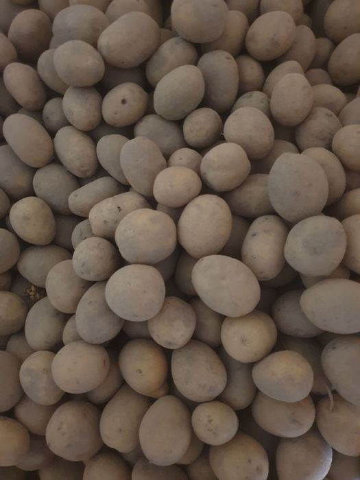 Ziemniaki wielkosci sadzeniaki Vineta i Lilly  kal 35-45