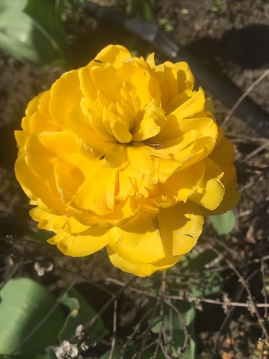 Цибулини тюльпанів , багаторічна лаванда (30-50 гр кущі)