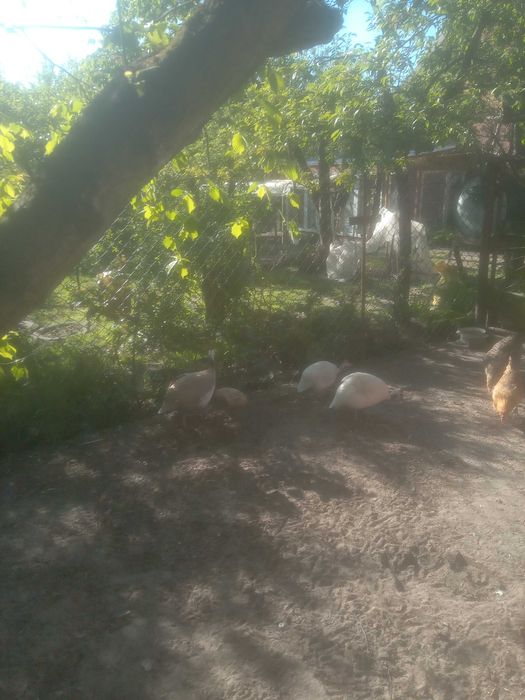 perliczka na sprzedaż