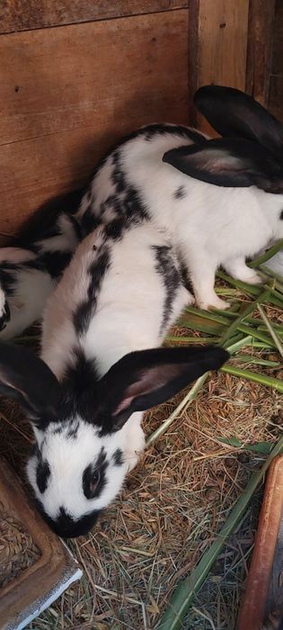 Sprzedam srokacze samce