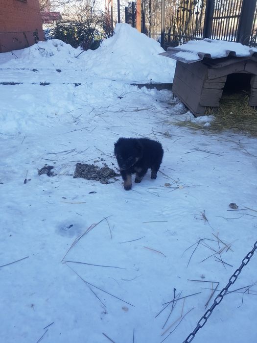 Отдам щенков 1 мес