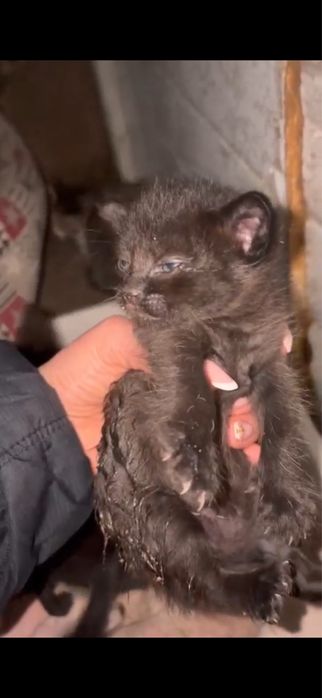 Gatinhos para adoção