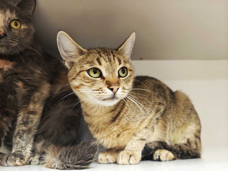 Кішка Лямура давно чекає в клітці на господаря, вакцин, стерил