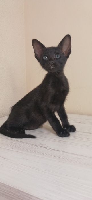 Чорний орієнтальний хлопчик