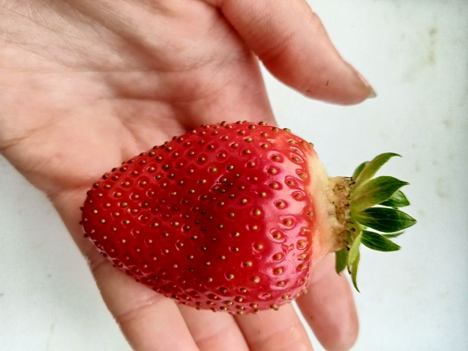 Домашня ЕКО полуниця  свіжа  напряму від виробника — збір сьог