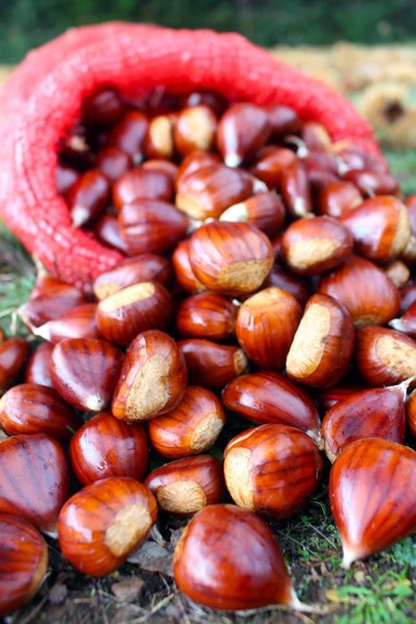 Castanha saborosa