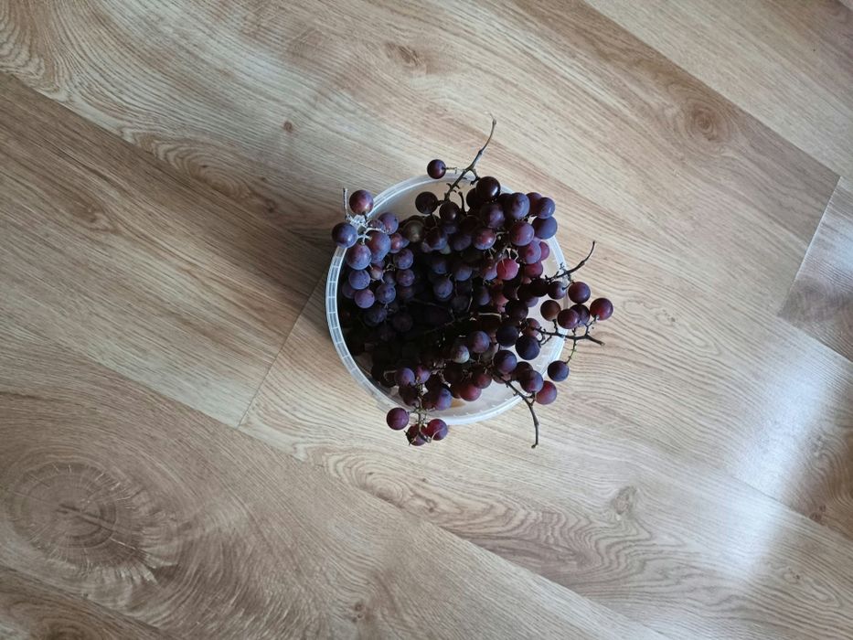 Winogron fioletowy