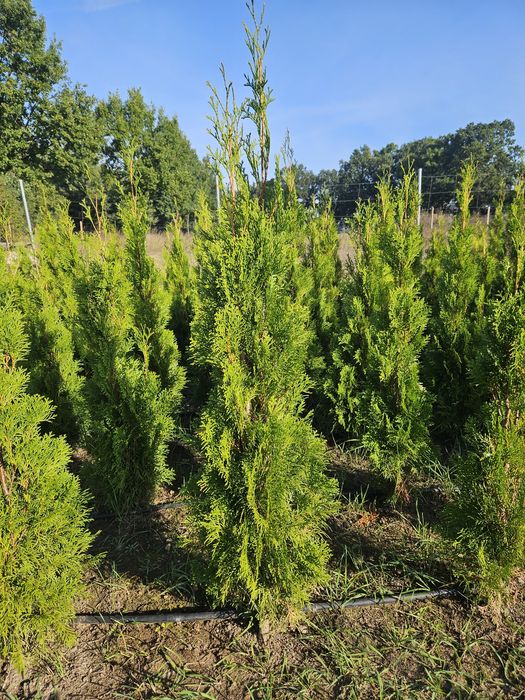 Thuja Smaragd 110-150 cm