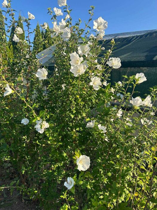 Барбарис, вейгела, пухироплідник, дерен, гібіскус, калина, бузок