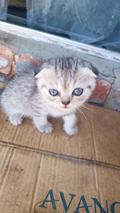 Шотландські прямовухі  та висловухі кошенята ( скоттіш-страйт срібний окрас)