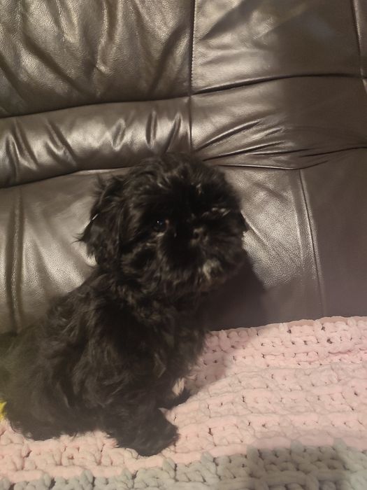 Suczka shihtzu czarna
