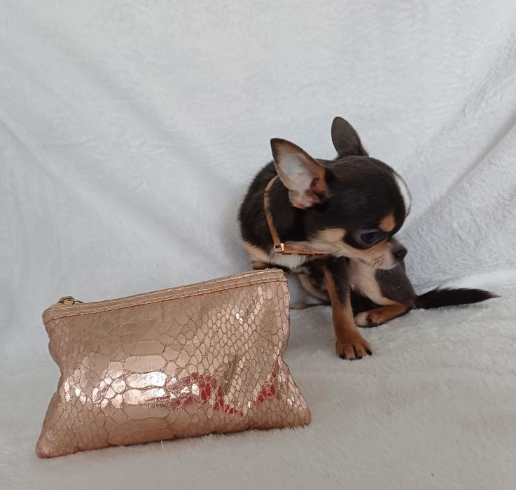 Мини размера .6 месяцев