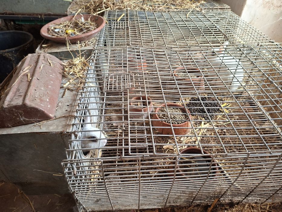 Gaiolas coelhos otimo negocio