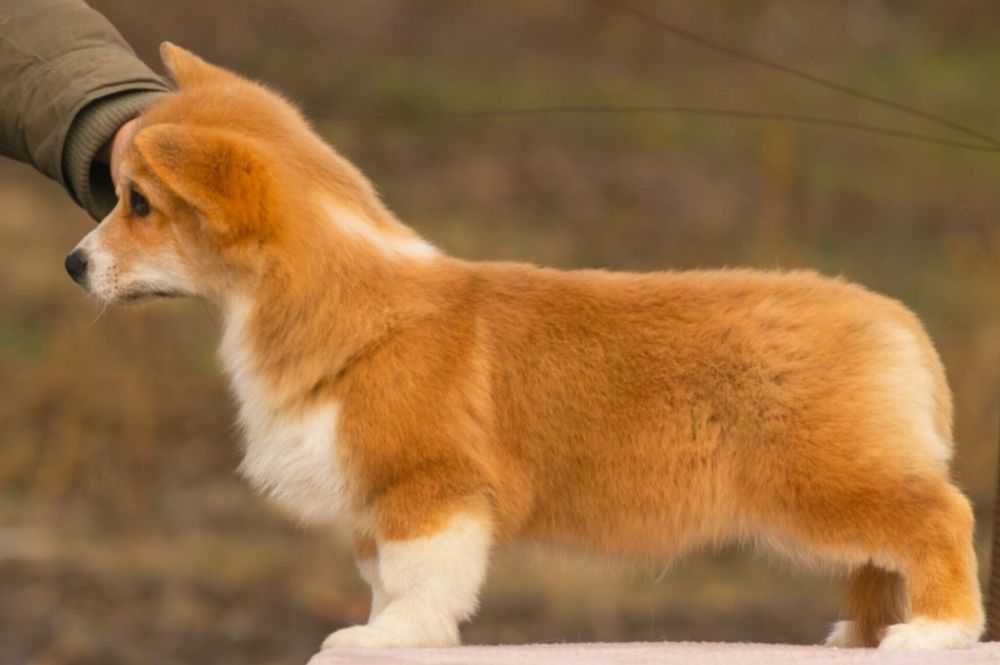 Рудий хлопчик корги