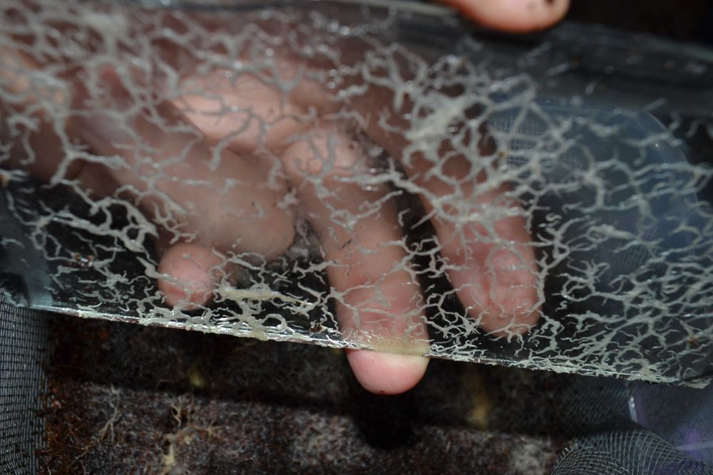 Коловратка, дафния живая моина, яйца артемии, гриндаль, корм, культура