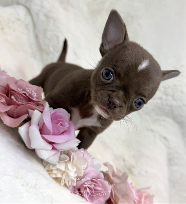 Dziewczynka chihuahua