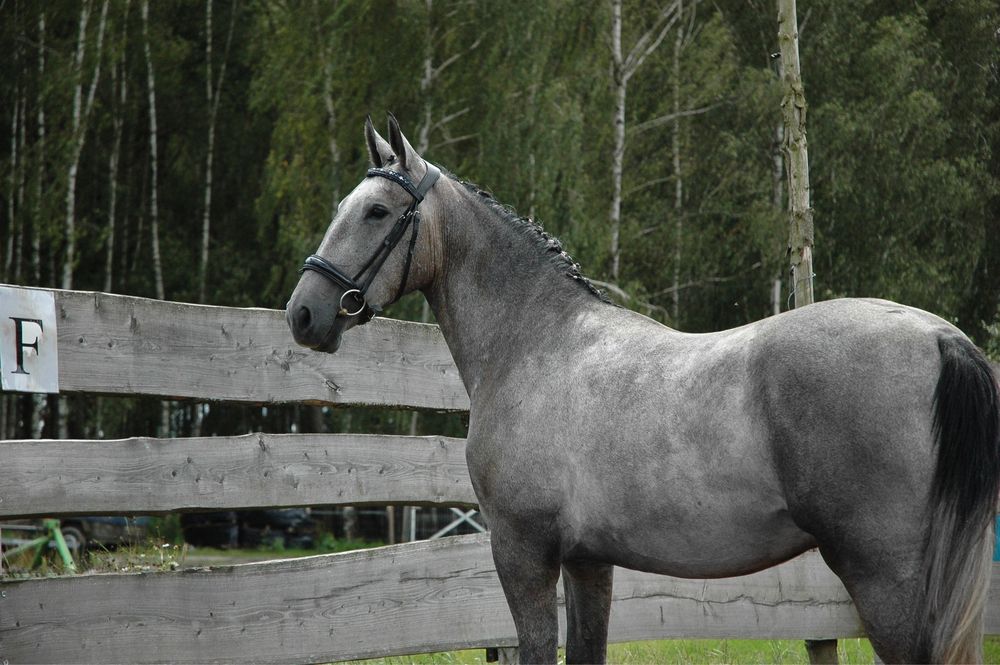 Przepiękne ogłowie full