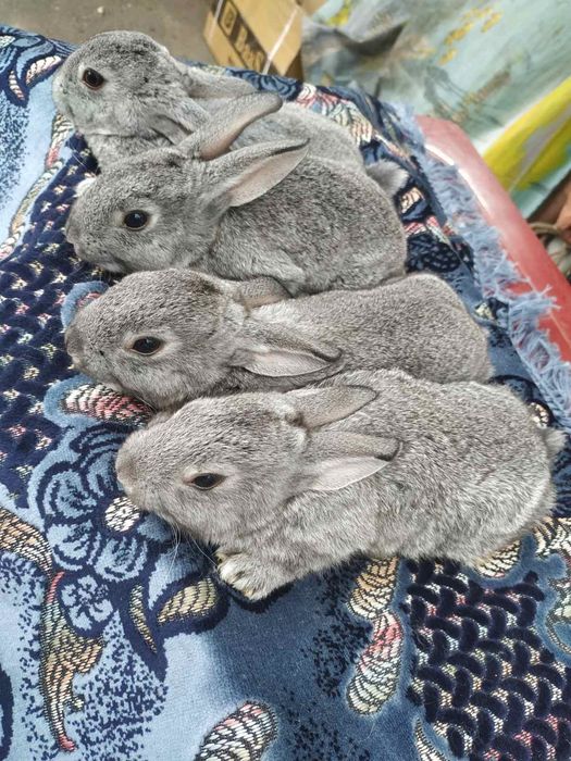 Продам  і самки. .Полтавське срібло.