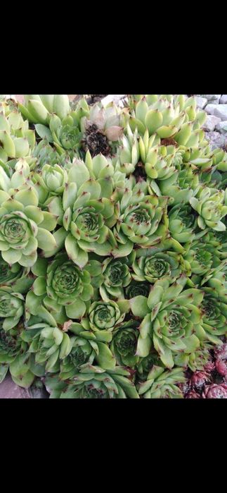 Продам кам'яні рози.