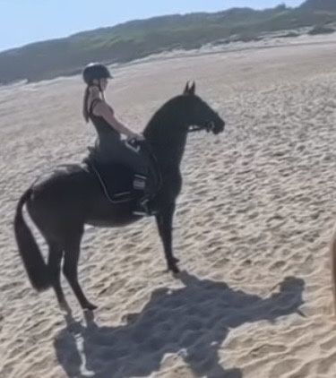 Egua lusitana preta 5 anos montada gestante