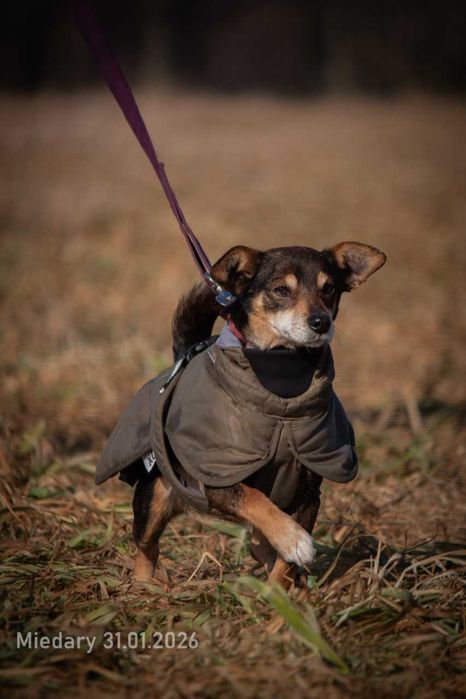 Edzio - miły, malutki piesek do adopcji.