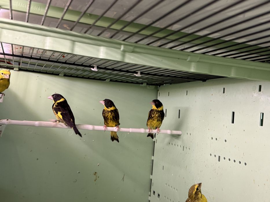 Lote varias especies de Verdilhao “ Chloris”