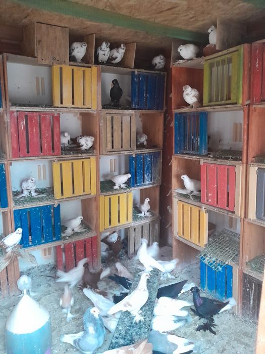 Sprzedam widyny, winery i blauwindry