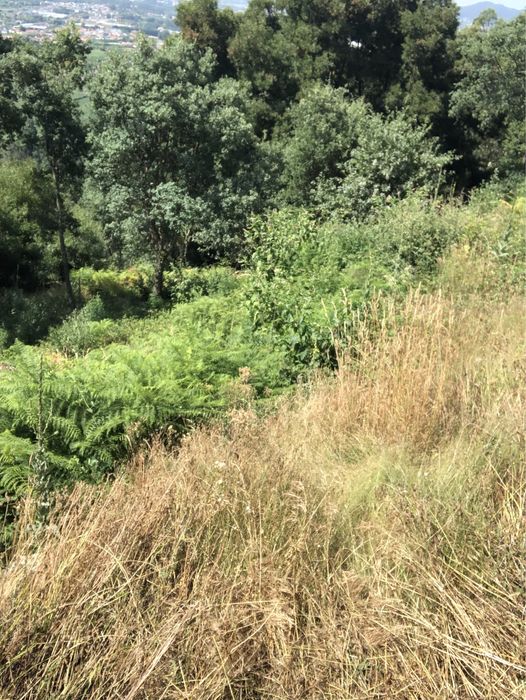 Limpezas de terenos.