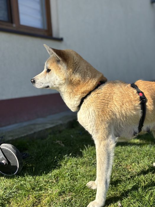 Szczeniak Akita Japonska (pies)