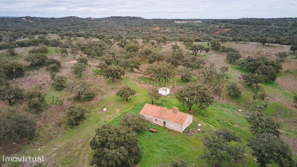 Terreno, Abela