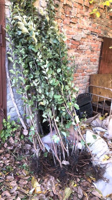 Продам саджанці яблунь