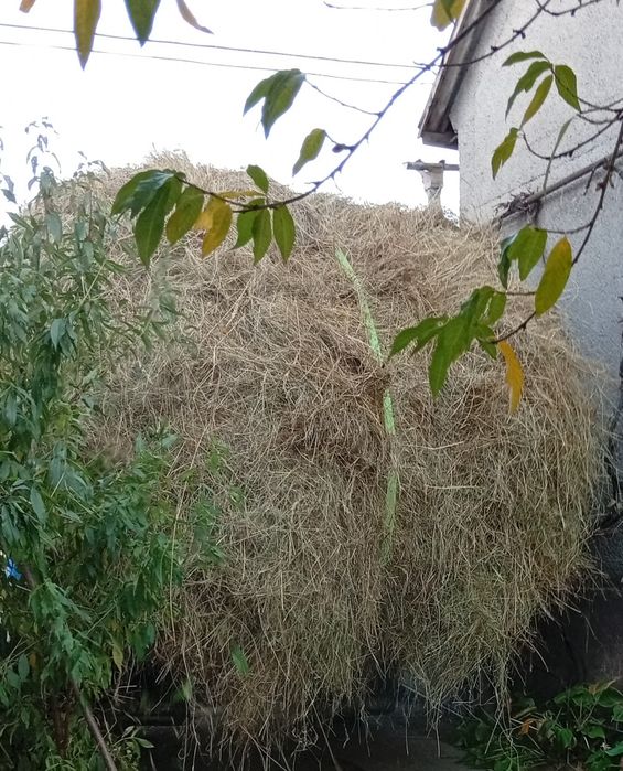 продам  сіно і отаву.