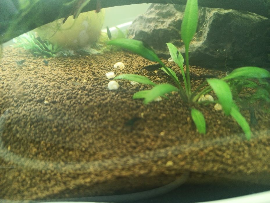 Guppies, papagaios anões e camarões